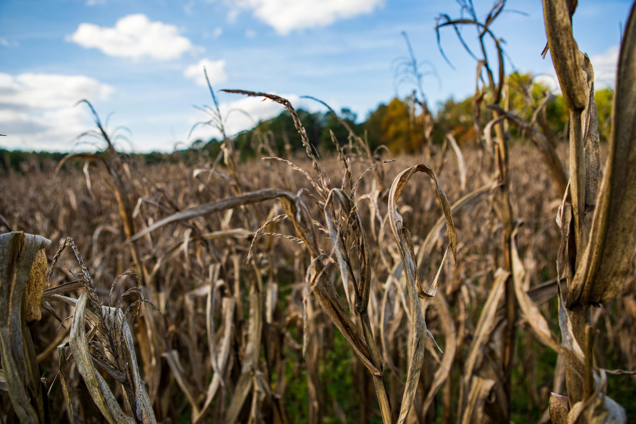 How Climate Change Is Changing Planting Dates in Zambia