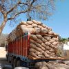 Zambia 2026 maize harvest hits record 4.9m tonnes, but fuel costs threaten farmer margins
