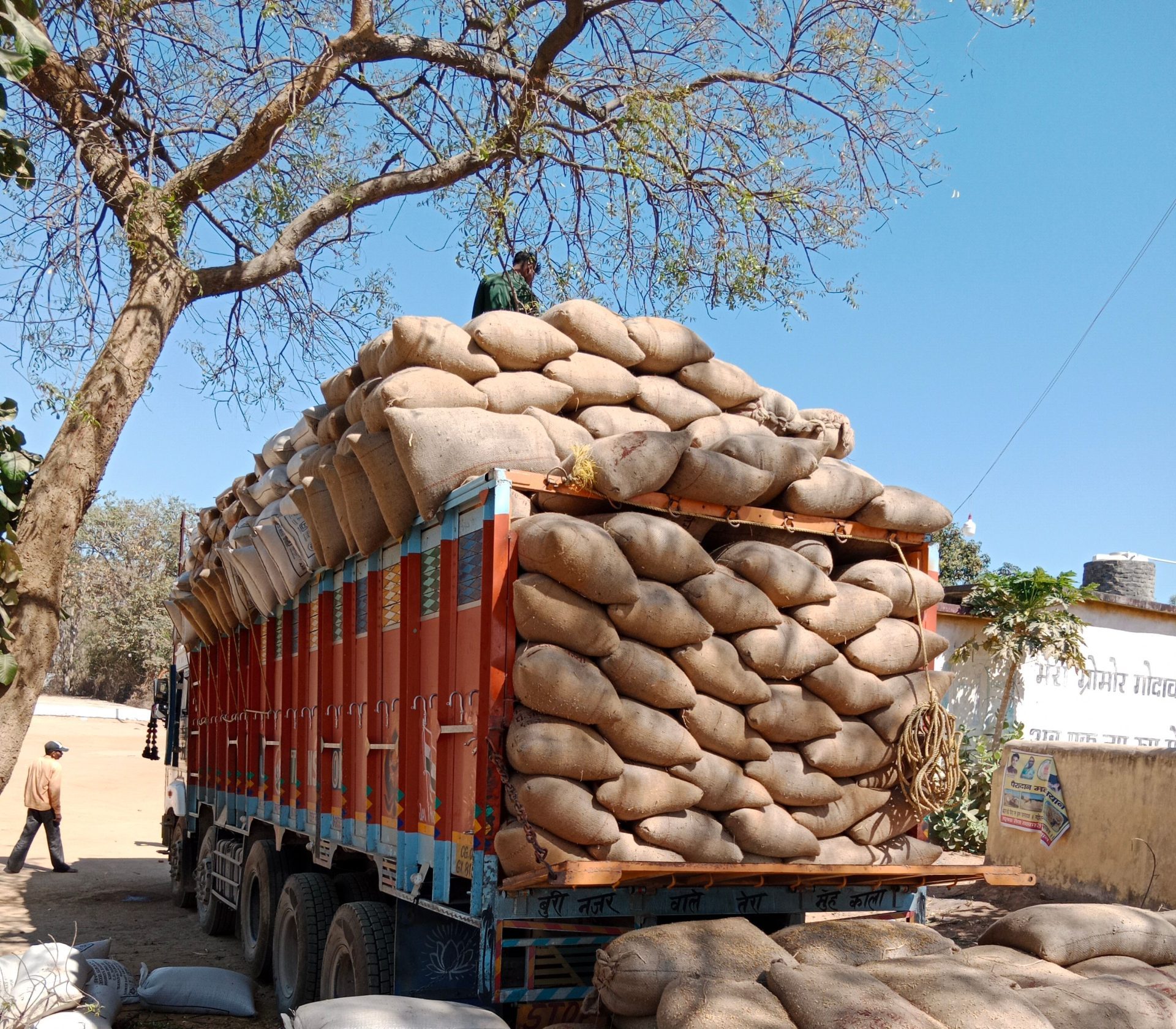 Zambia 2026 maize harvest hits record 4.9m tonnes, but fuel costs threaten farmer margins