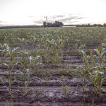Common Mistakes Beginner Farmers Make and How to Avoid Them