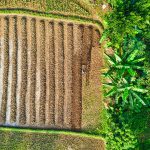 How to Start Farming in Zambia: A Beginner’s Guide