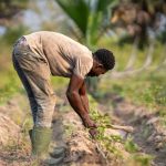 Will the Weakening Kwacha Affect Farmers This Season?