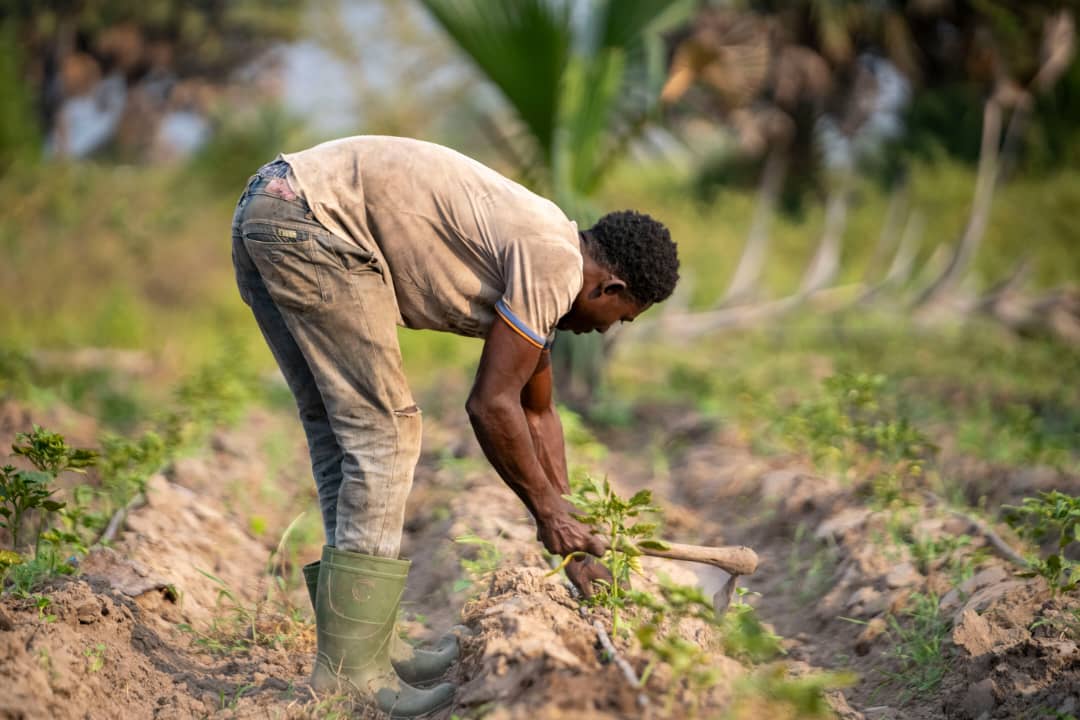 Will the Weakening Kwacha Affect Farmers This Season?